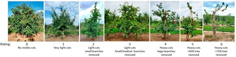 Phenotypic Evaluation of Fire Blight Outbreak in the USDA Malus Collection
