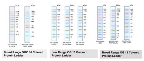 Multi Coloured Protein Ladders – DSS Takara Bio