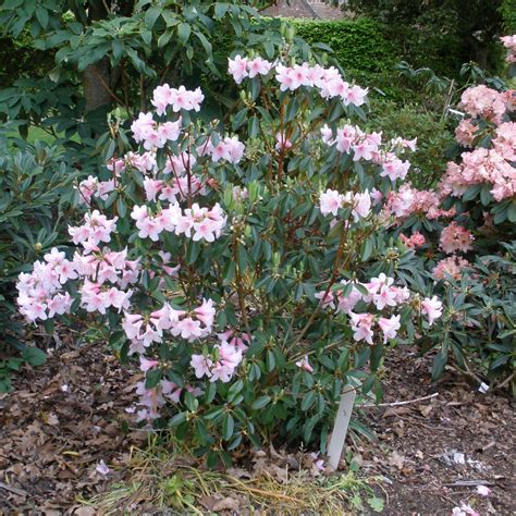 Rhododendron Pink Gin - Buy Pink Gin Rhododendrons online - Millais ...