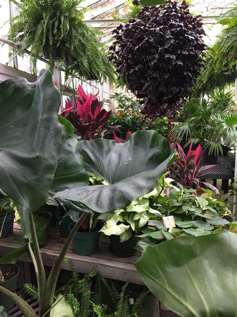 Photo Gallery: Delaware Garden Center - Oakland Nursery