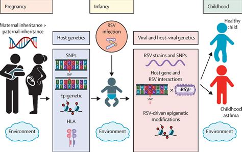 Early-life respiratory syncytial virus disease and long-term respiratory health - The Lancet ...