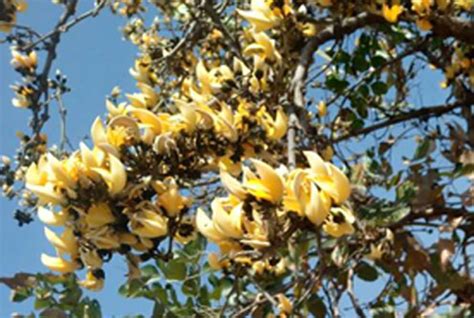 PLANTS-HISTORY OF AYURVEDA | Ayurvedic Medicinal Plants