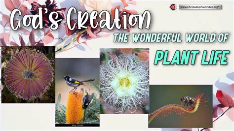 God’s Creation: The Wonders of Plant Life