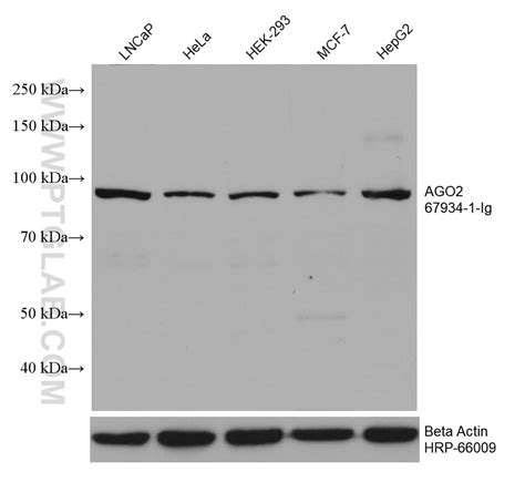AGO2 antibody (67934-1-Ig) | Proteintech