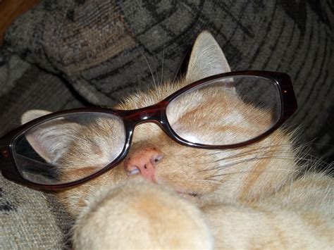 Cat with Glasses HD Wallpapers - Top Free Cat with Glasses HD ...