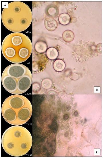 First Characterization and Description of Aspergillus Series ...
