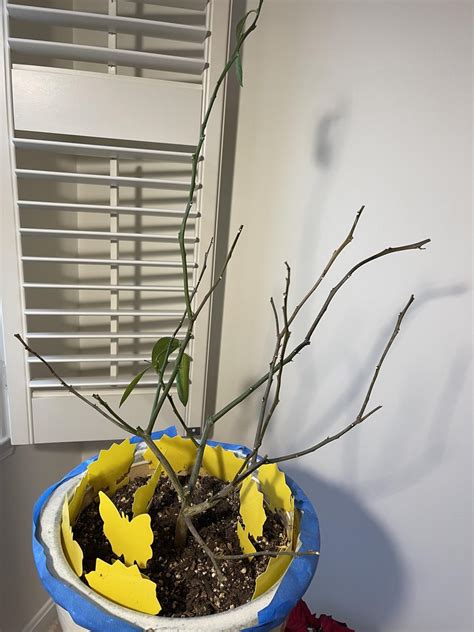 Image result for Lemon Tree Pruning