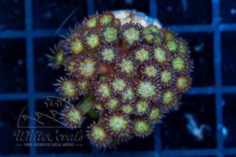 Goniopora Glitter Bomb (WCC)(Filter)(BSP)-BSP_303
