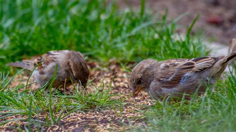 How To Prevent Birds From Eating Grass Seed | Storables
