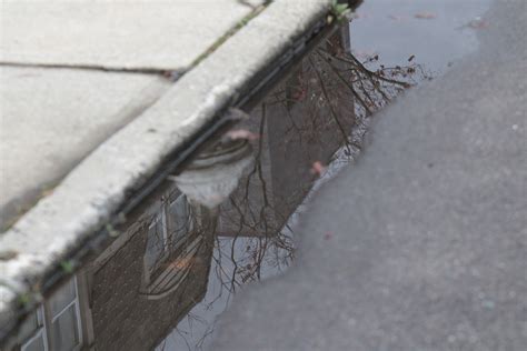 Puddle 的图像结果