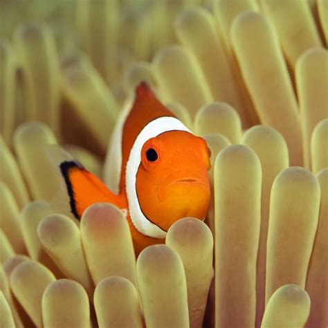 How Long Do Clownfish Live? (Clownfish Lifespan) – Aquariums For Beginners