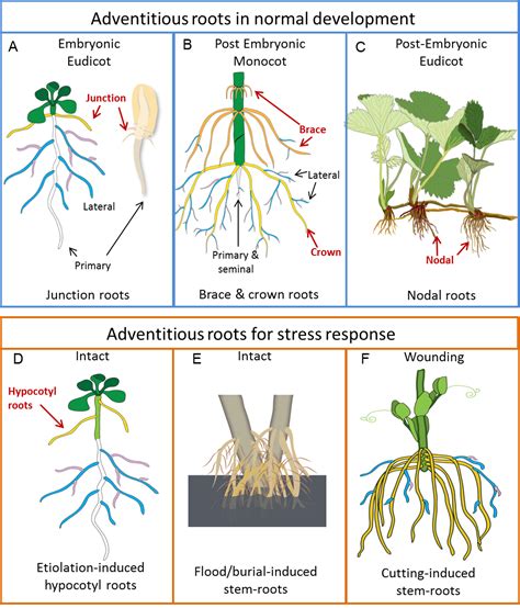 Advantageous adventitious roots – ecology, economy, and our existence ...