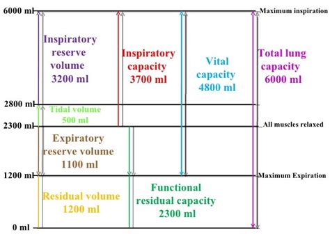 Image result for Tidal Volume Calculation