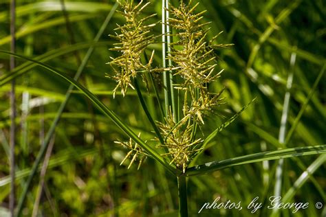 Cyperus Esculentus