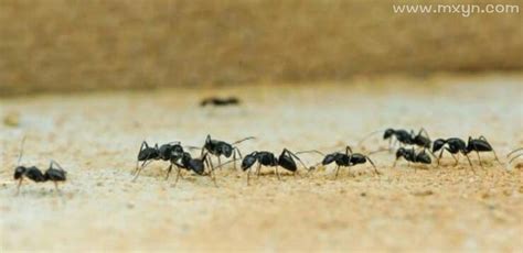 梦见蚂蚁成群在家里是什么意思预兆 - 原版周公解梦大全