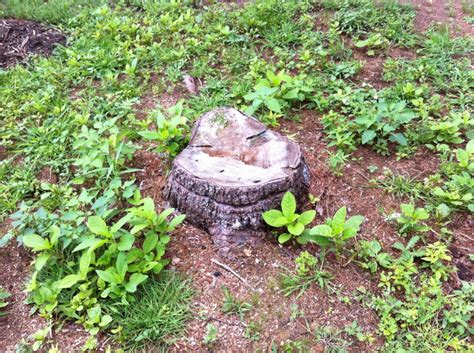 Tree Stump Removal Tricks 的图像结果
