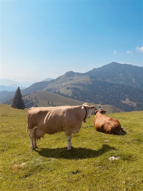 German Alps, Cows : r/Outdoors