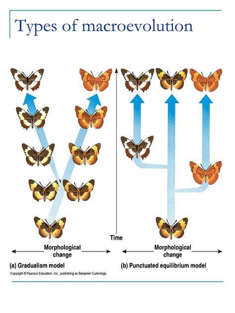 PPT - Phylogeny Review PowerPoint Presentation, free download - ID:5955076