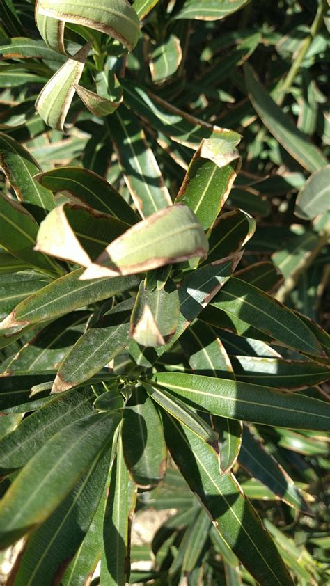 How to Treat Brown blotch Disease on Oleander?