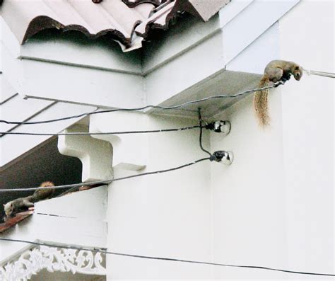 Image result for Squirrel Control