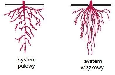 Grażyna Rachwał - Biologia KLASA V | Szkoła Podstawowa w Jabłonicy Polskiej