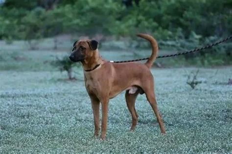 Eight Native Indian Dog Breeds You Didn’t Know Existed!