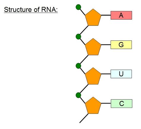 RNA Drawing 的图像结果