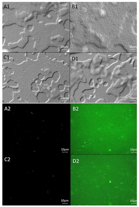 Penicillin Acylase from Streptomyces lavendulae and Aculeacin A Acylase ...