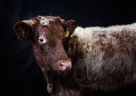 Rare Breeds Preservation Project by Claire Watson. - Northern Dairy ...