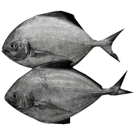Buy Fresho Pomfret Black Fish Medium Cleaned Whole 500Gm Online at the ...