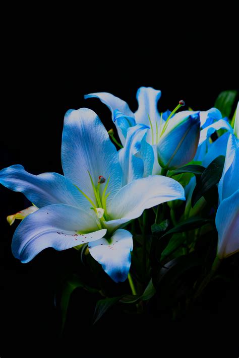 Blue Lily Flowers