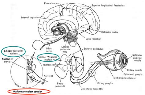 Edinger Westphal Nucleus