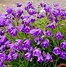 Image result for Blue Flowering Ground Cover