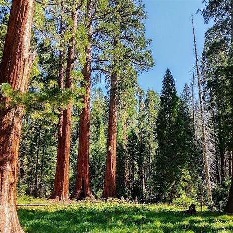 KEIFER'S GIANT SEQUOIA TOURS Guide (2026) All You Need to Know BEFORE ...