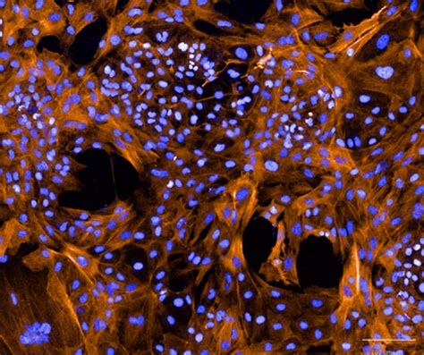 Image result for Smooth Muscle Function