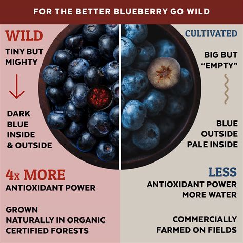 Wild Blueberries Vs Blueberries