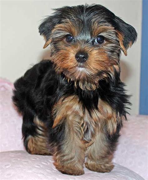 Yorkie puppy with beautiful hair