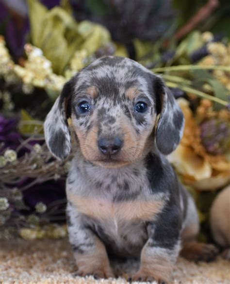 Blue Dapple Dachshund