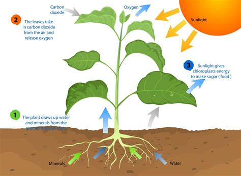 How Plants Breathe: A Kidfriendly Guide To Photosynthesis