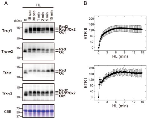 Determining the Rate-Limiting Step for Light-Responsive Redox ...