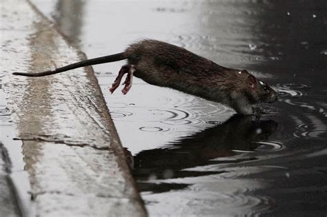 Rodents beware: New York City hires first 'rat czar' | Cebu Daily News