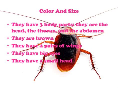 Cockroach Taxonomy 的图像结果