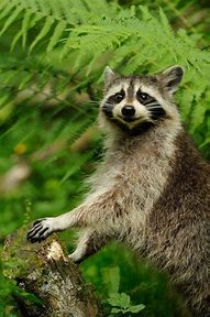 Image result for Paw-Some vs Raccoon
