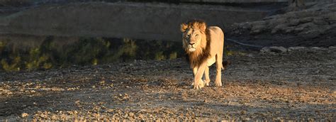 Now That Gir Jungle Trails is Closed, You Can Enjoy Devalia Safari Park ...