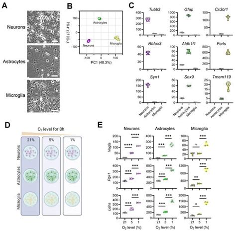 Transcriptional Responses of Different Brain Cell Types to Oxygen Decline