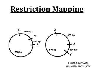 Circular Restriction Mapping 的图像结果