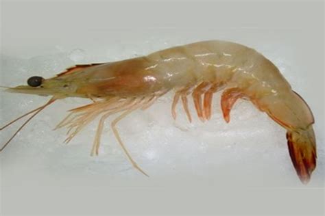 White-Prawn