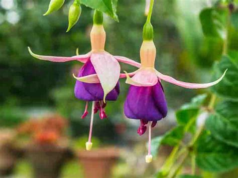 Saraswathi Tours & Travels | Kodaikanal Tours | Kodaikanal Travels ...