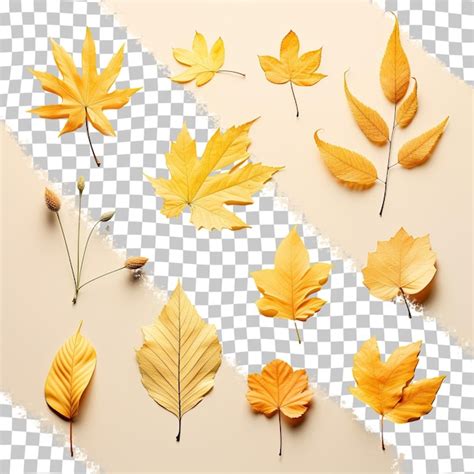 Premium PSD | Fall foliage on transparent background