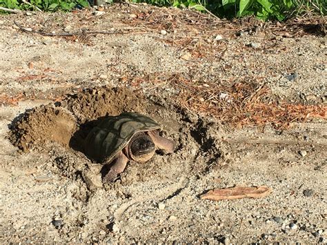 Image result for Snapping Turtle Cleaning